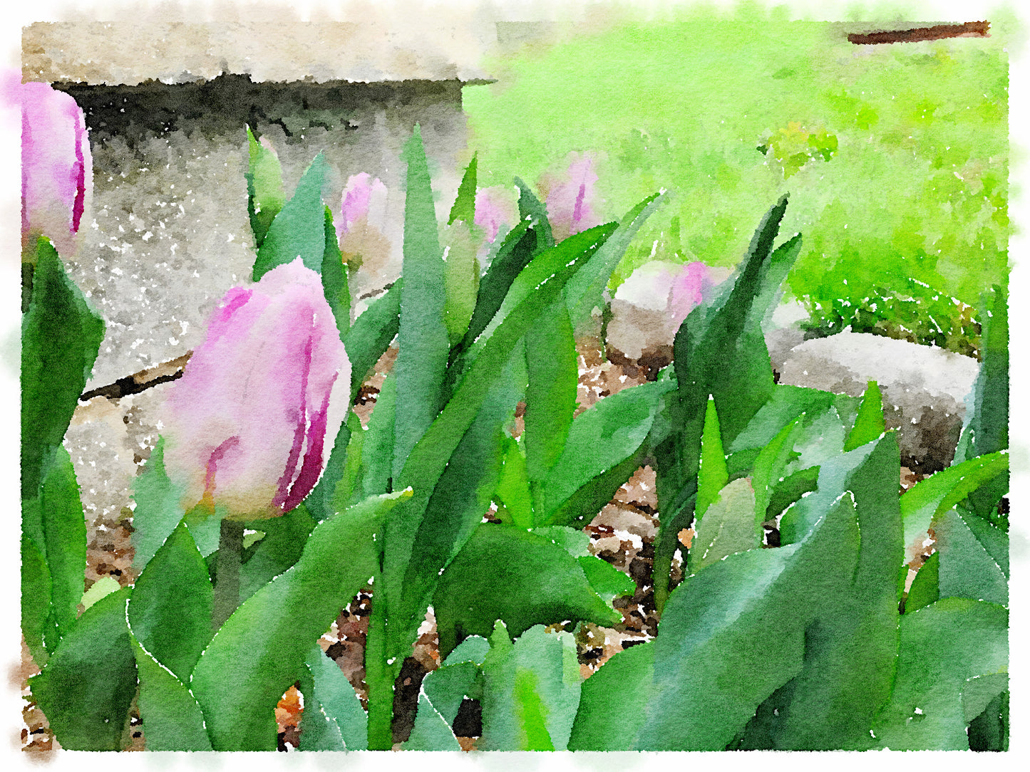 Lavender Tulips, Fine Art Print