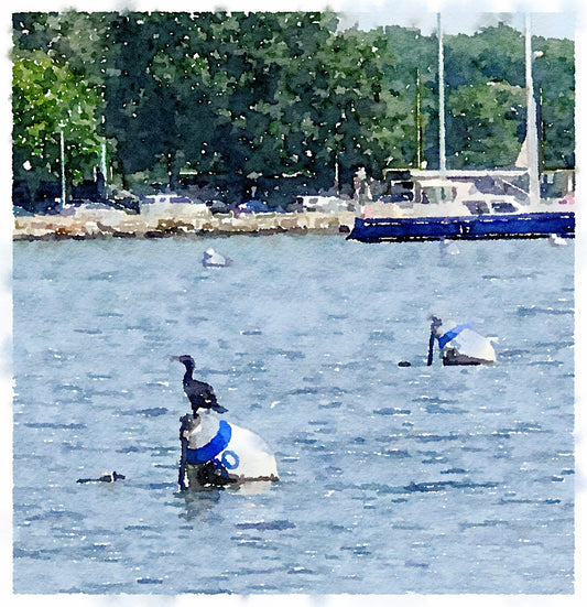 Annapolis Cormorant, Fine Art Print