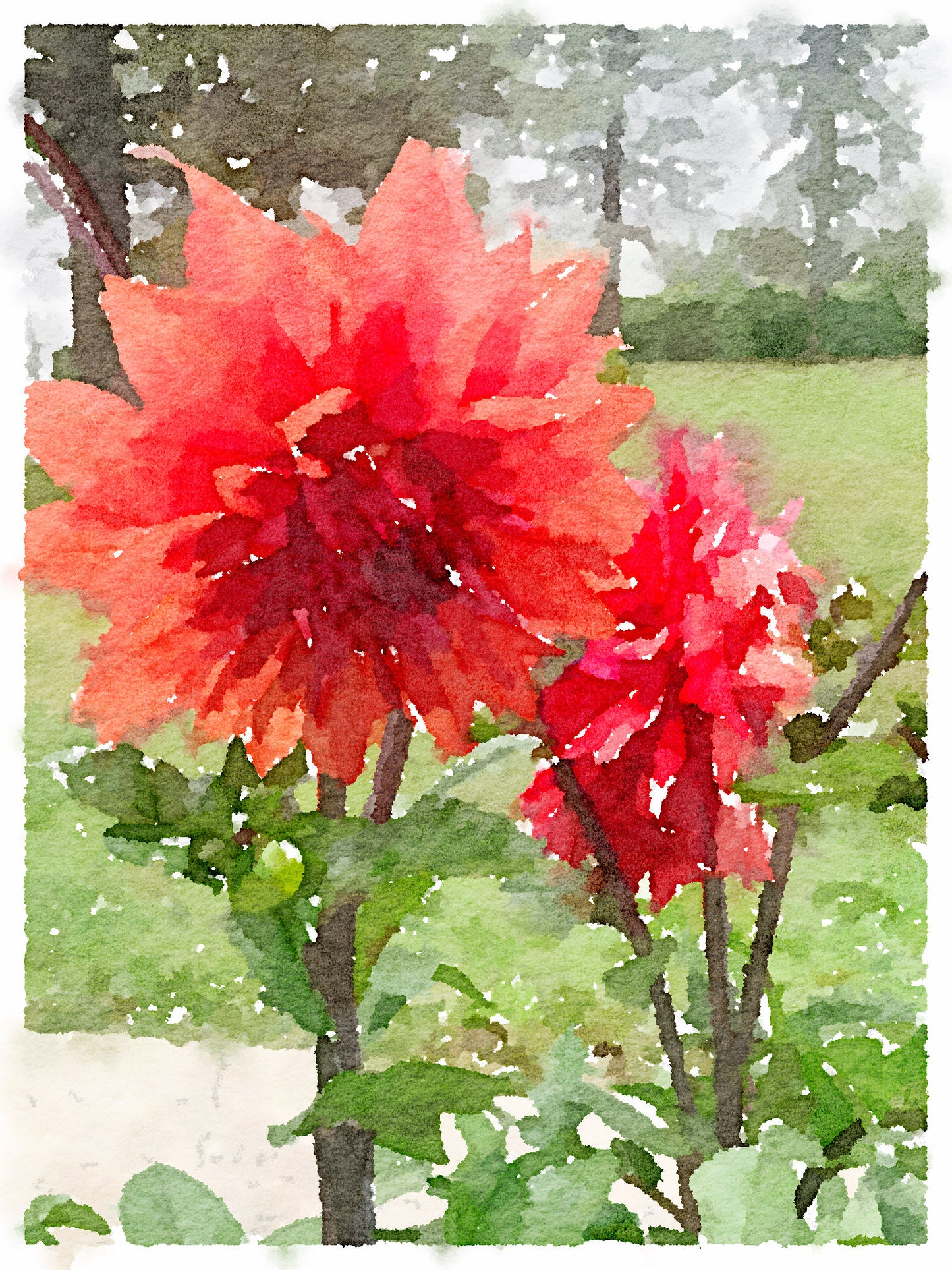 Red Dahlias, Fine Art Print