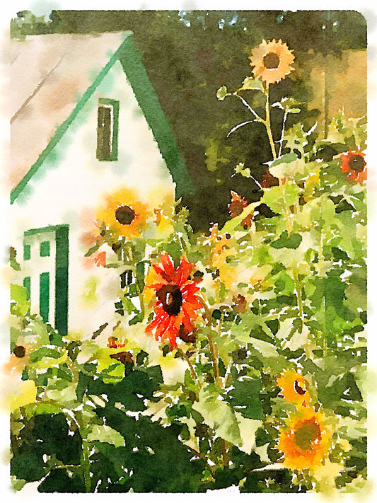 Summer Kitchen Sunflowers, Fine Art Print