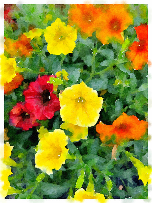 Sunset Petunias, Fine Art Print