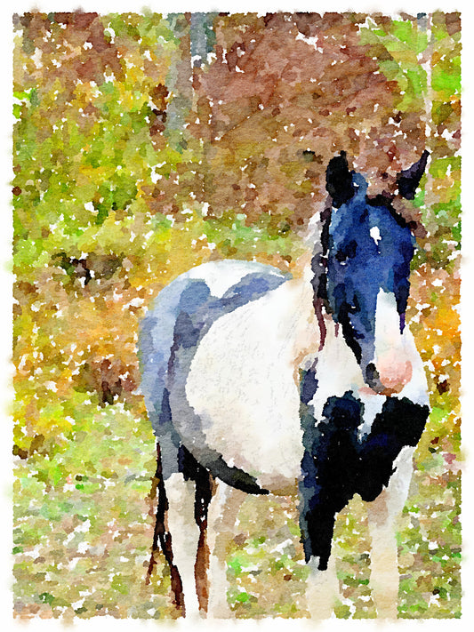 Wild Horse on the Mountain Top, Fine Art Print